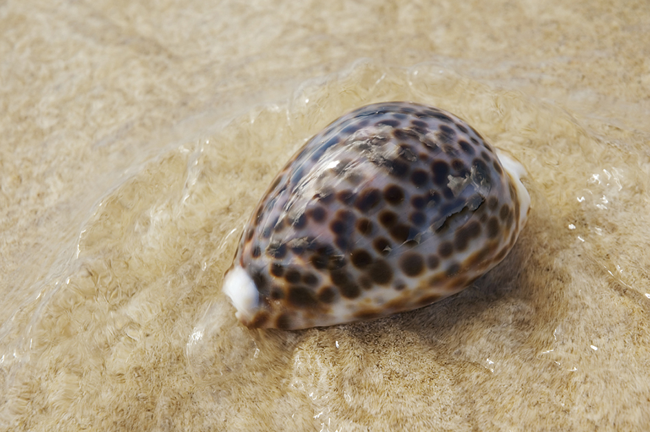 A cowrie