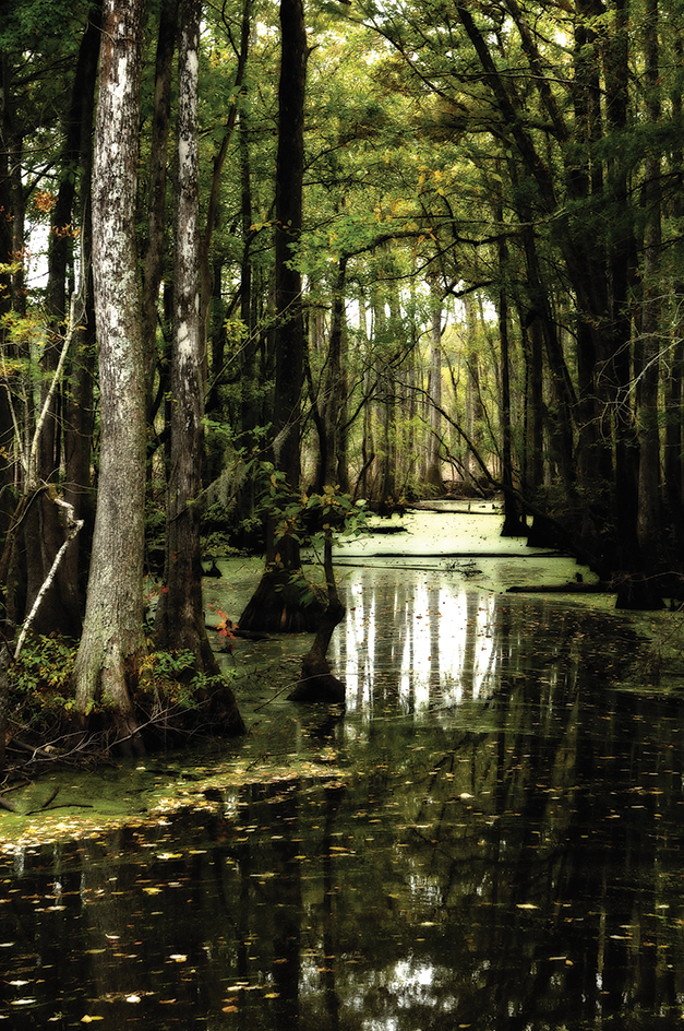 Dismal Swamp