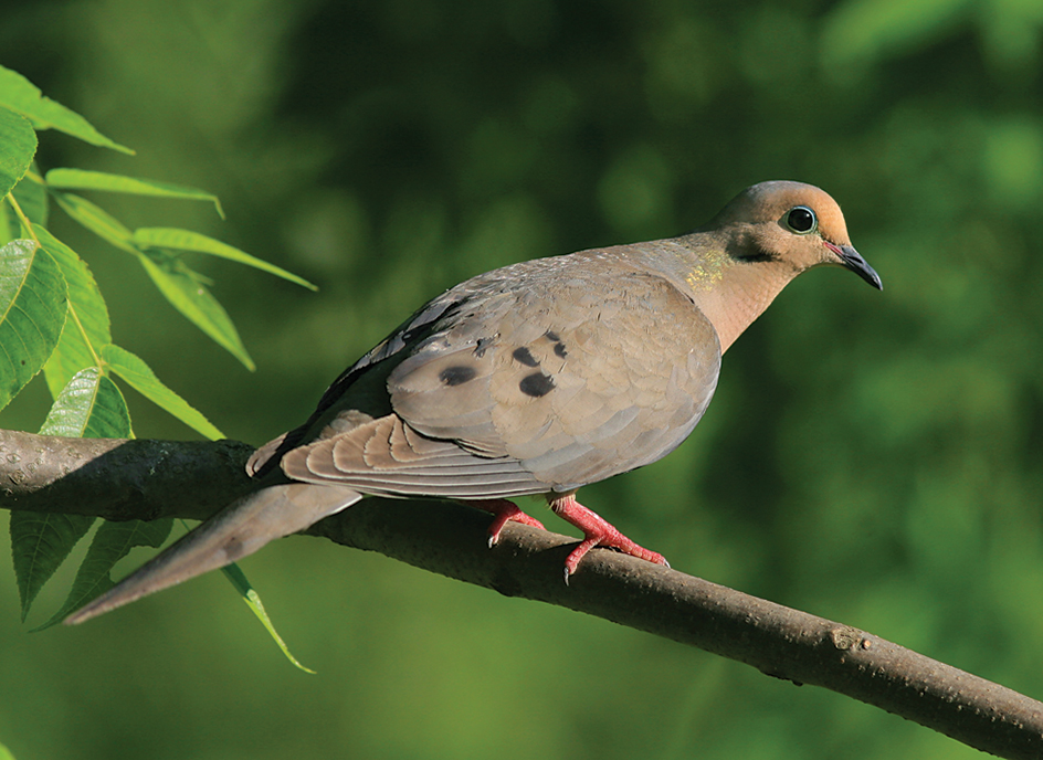 Mourning dove