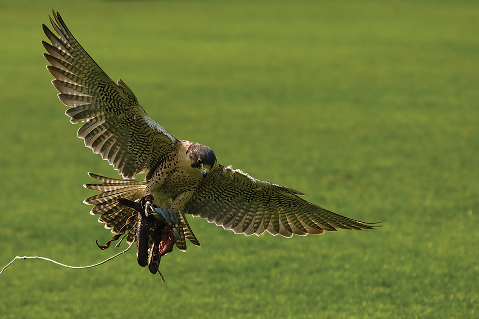 The peregrine falcon