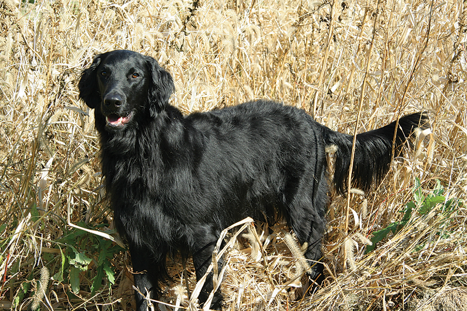 Flat-coated retriever