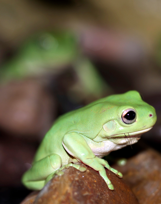 Green tree frog