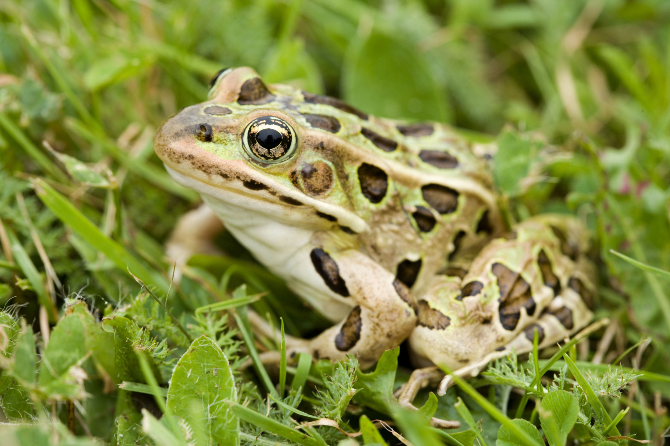 Leopard frog