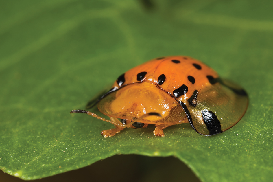 Golden tortoise beetle