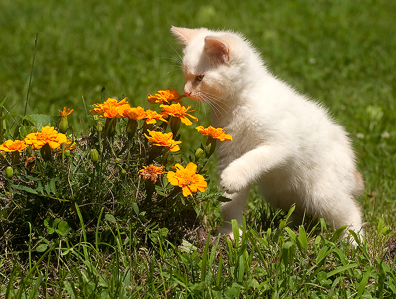 Curious kitten