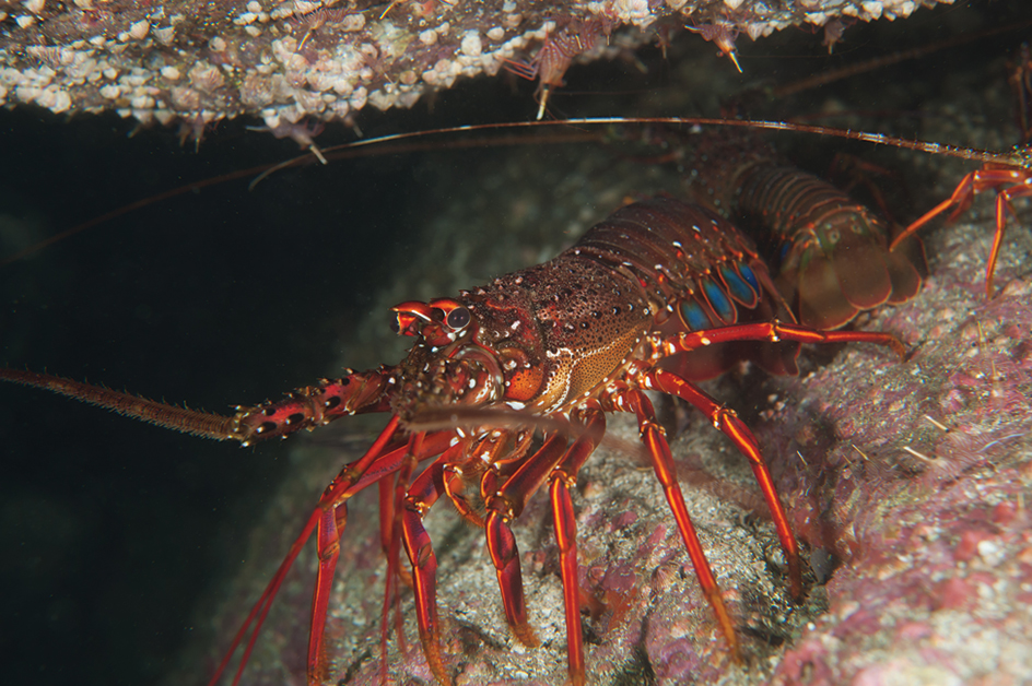 Spiny lobster