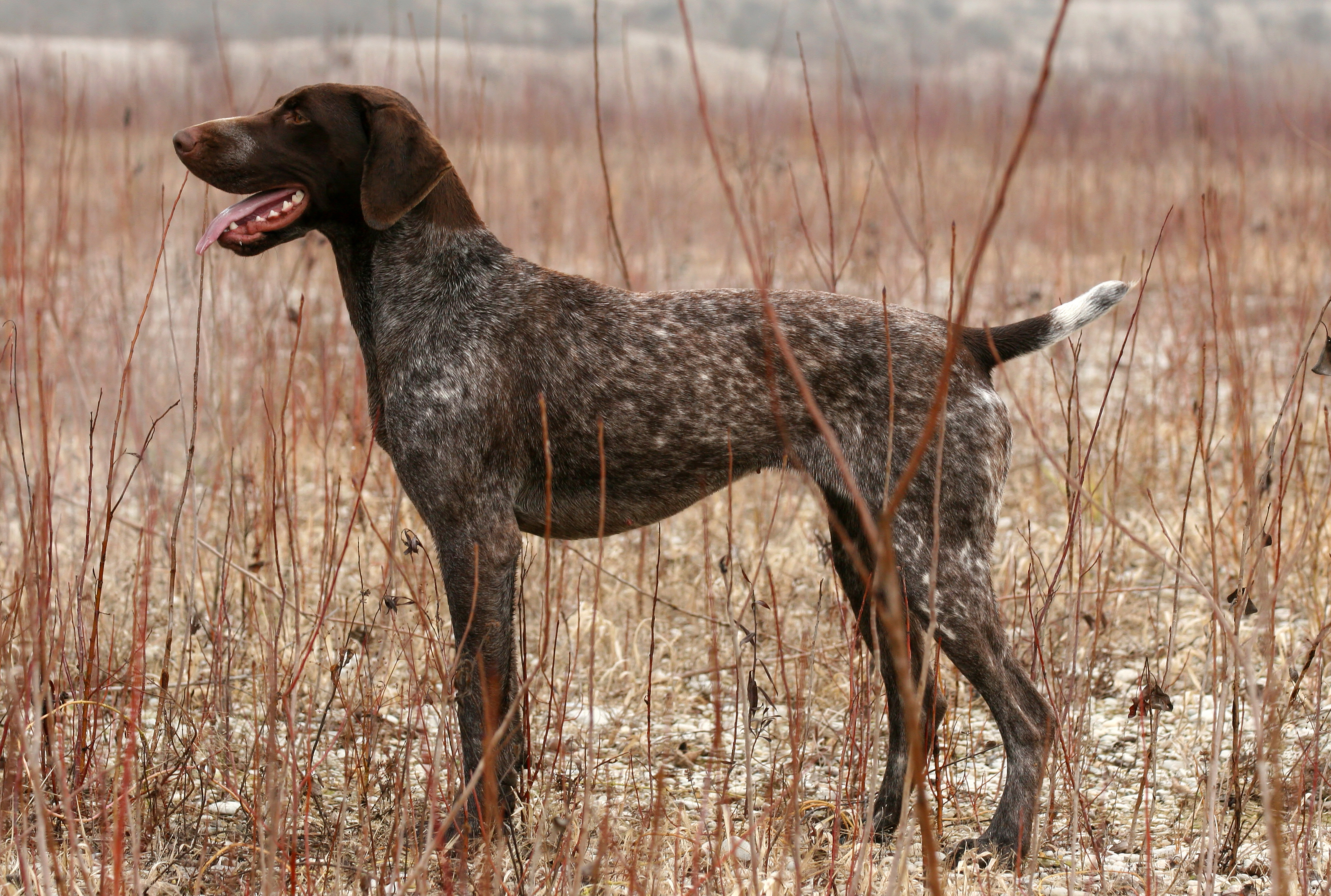 German shorthaired pointer