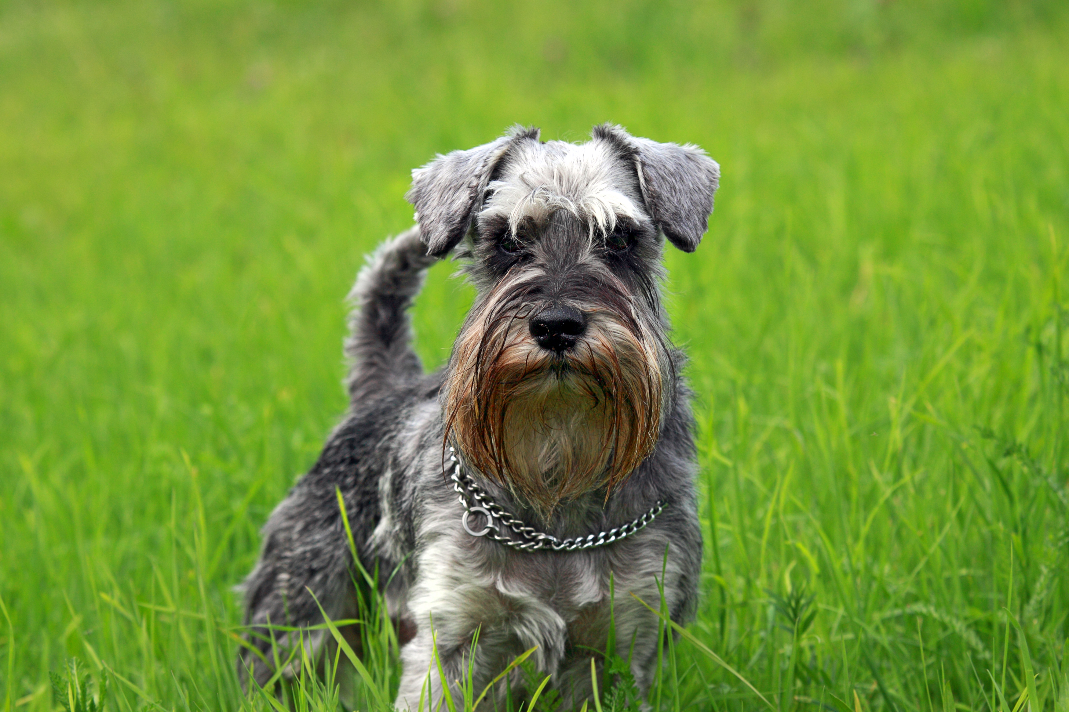 Miniature schnauzer