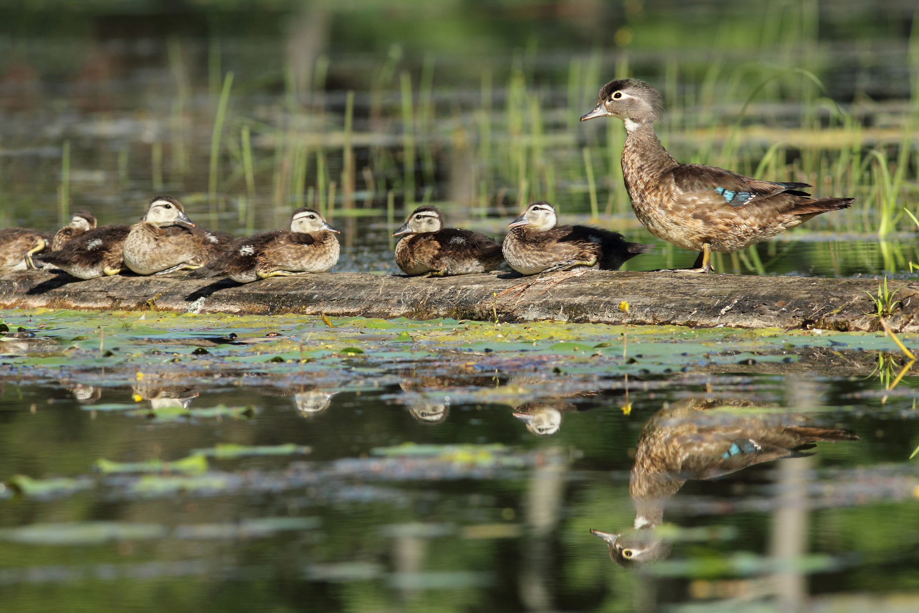 Wood duck and her ducklings