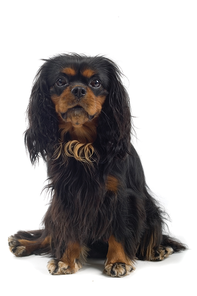 English toy spaniel