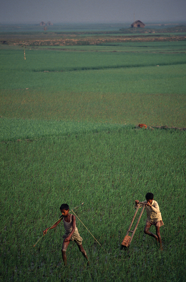 Farming in Bangladesh