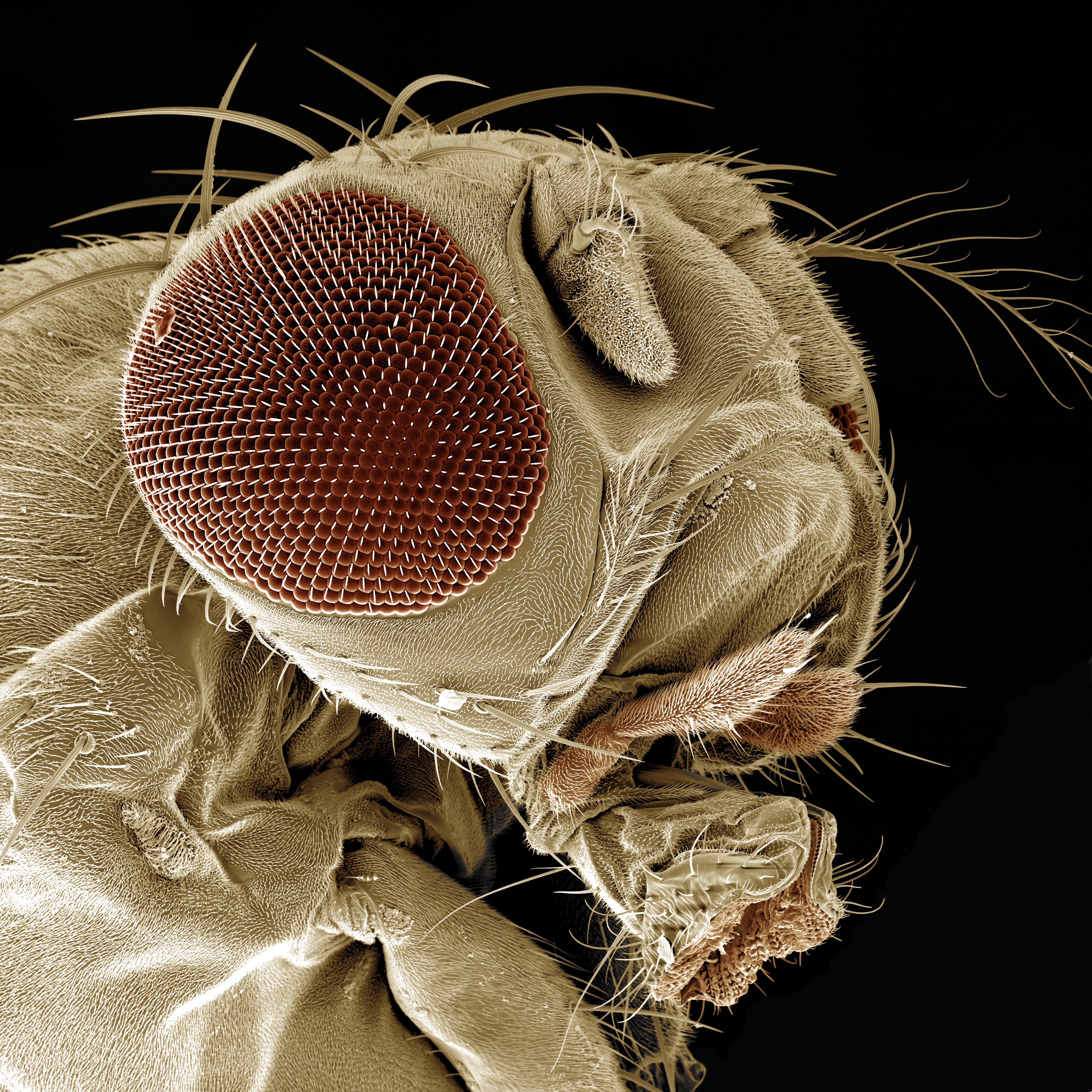 Touch organs of a fruit fly