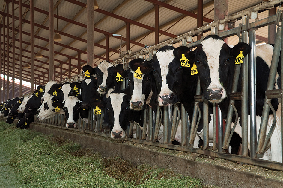 Cows in a free-stall barn