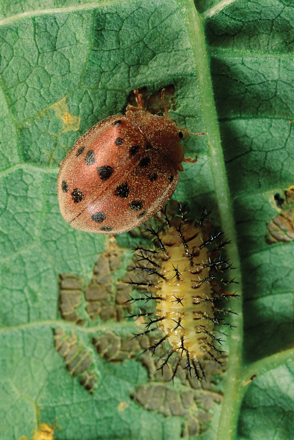 Bean beetle larva and adult