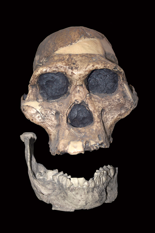 Australopithecus africanus