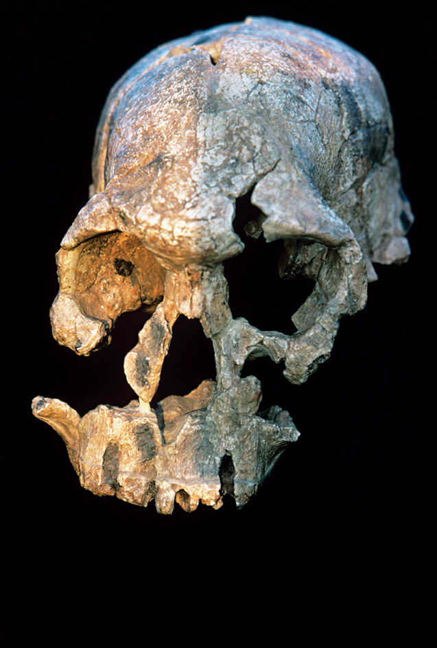 Homo habilis skull