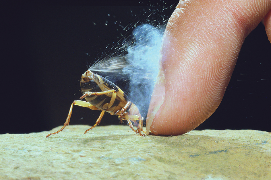 A bombardier beetle defends itself