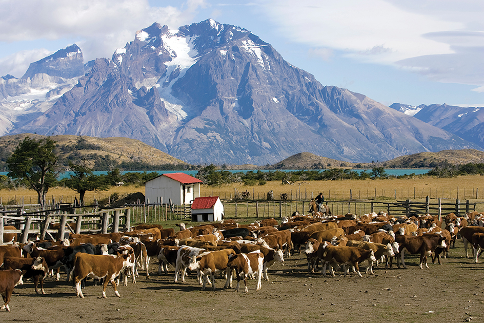 Cattle ranch, Patagonia, Chile