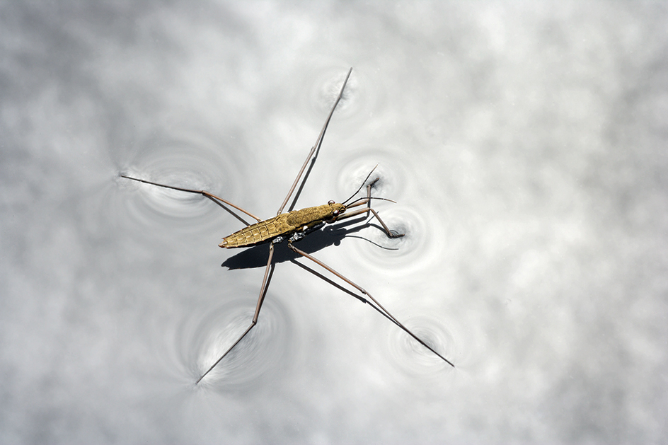 Water strider