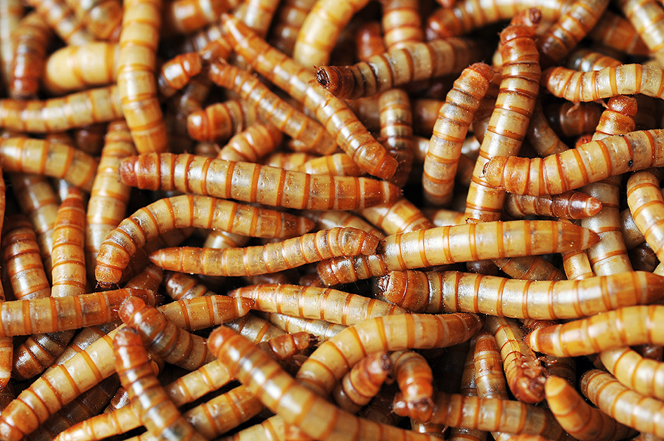 Mealworms