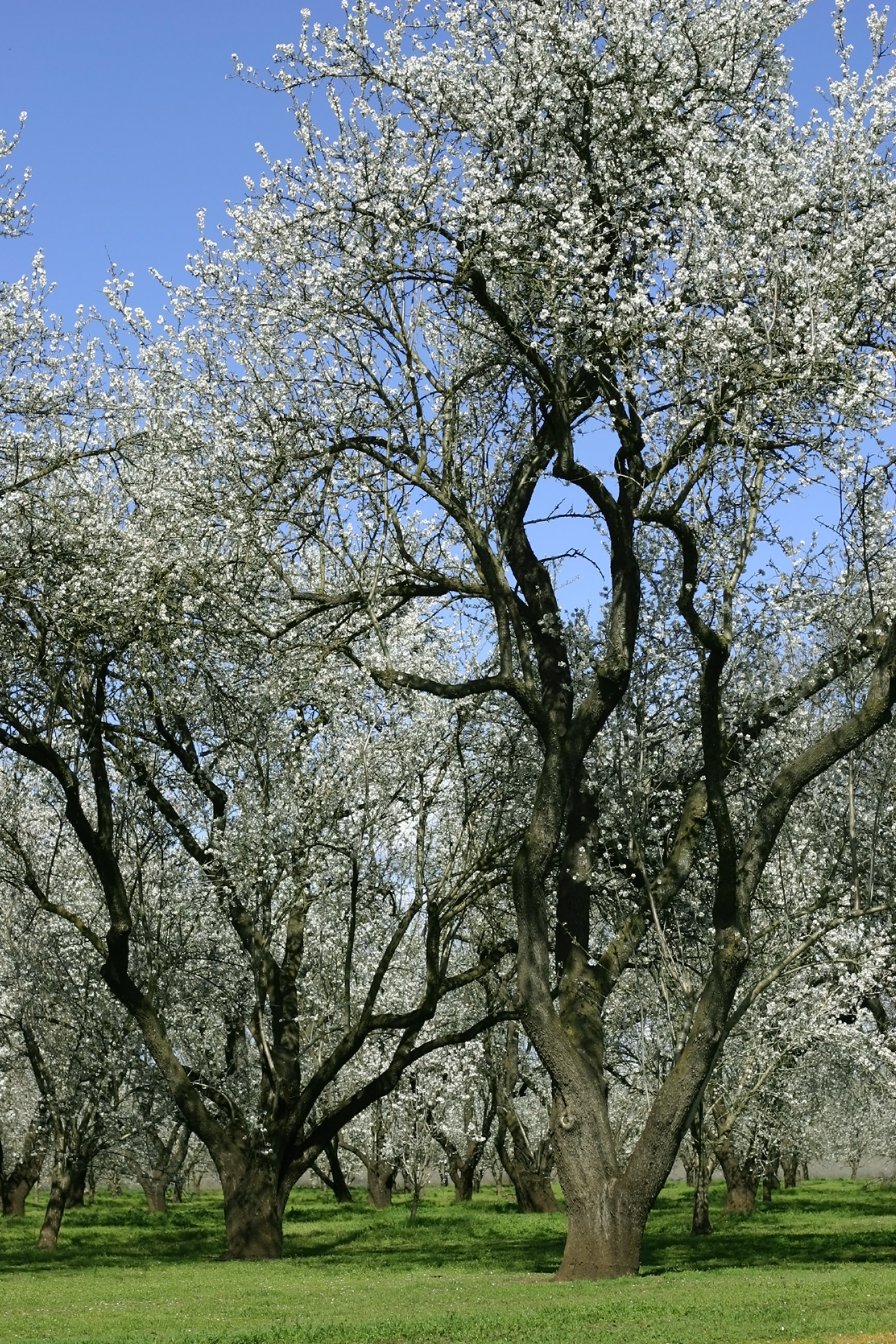 Almond trees