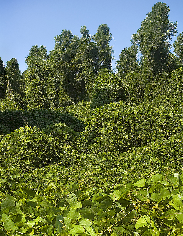 Kudzu