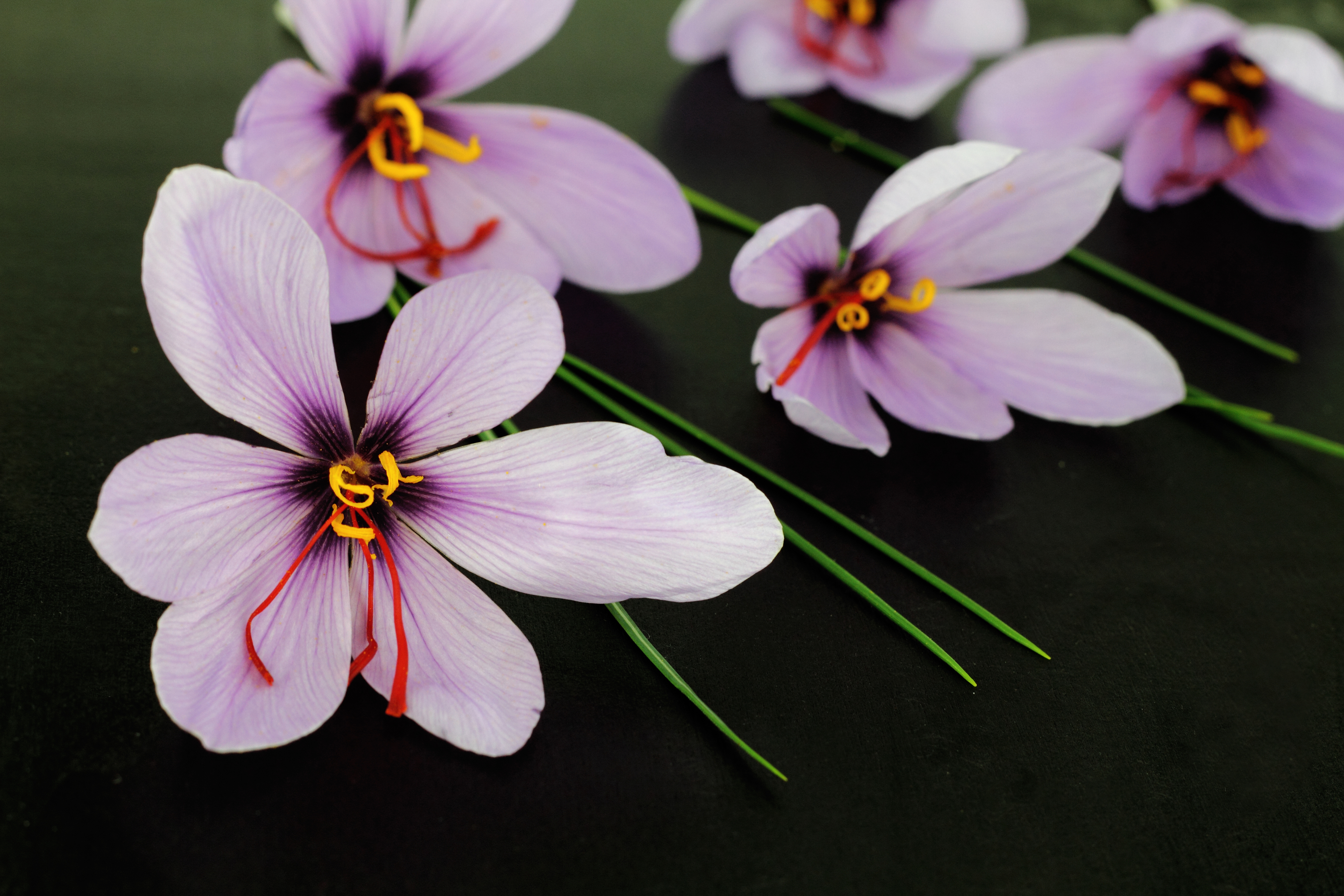 Saffron crocus