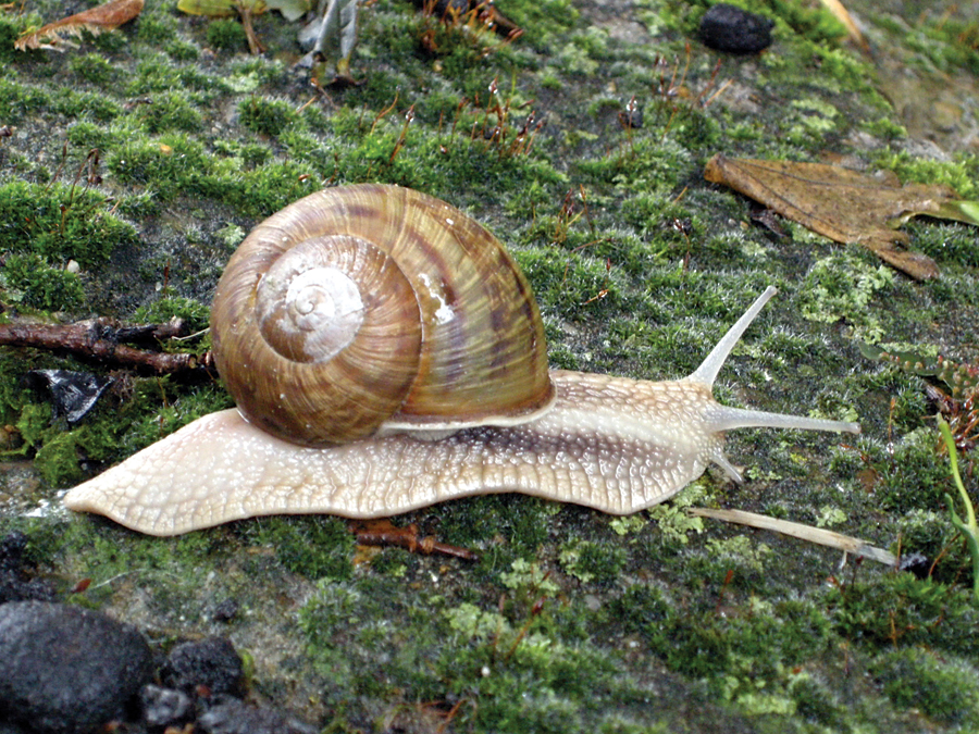 Land snail