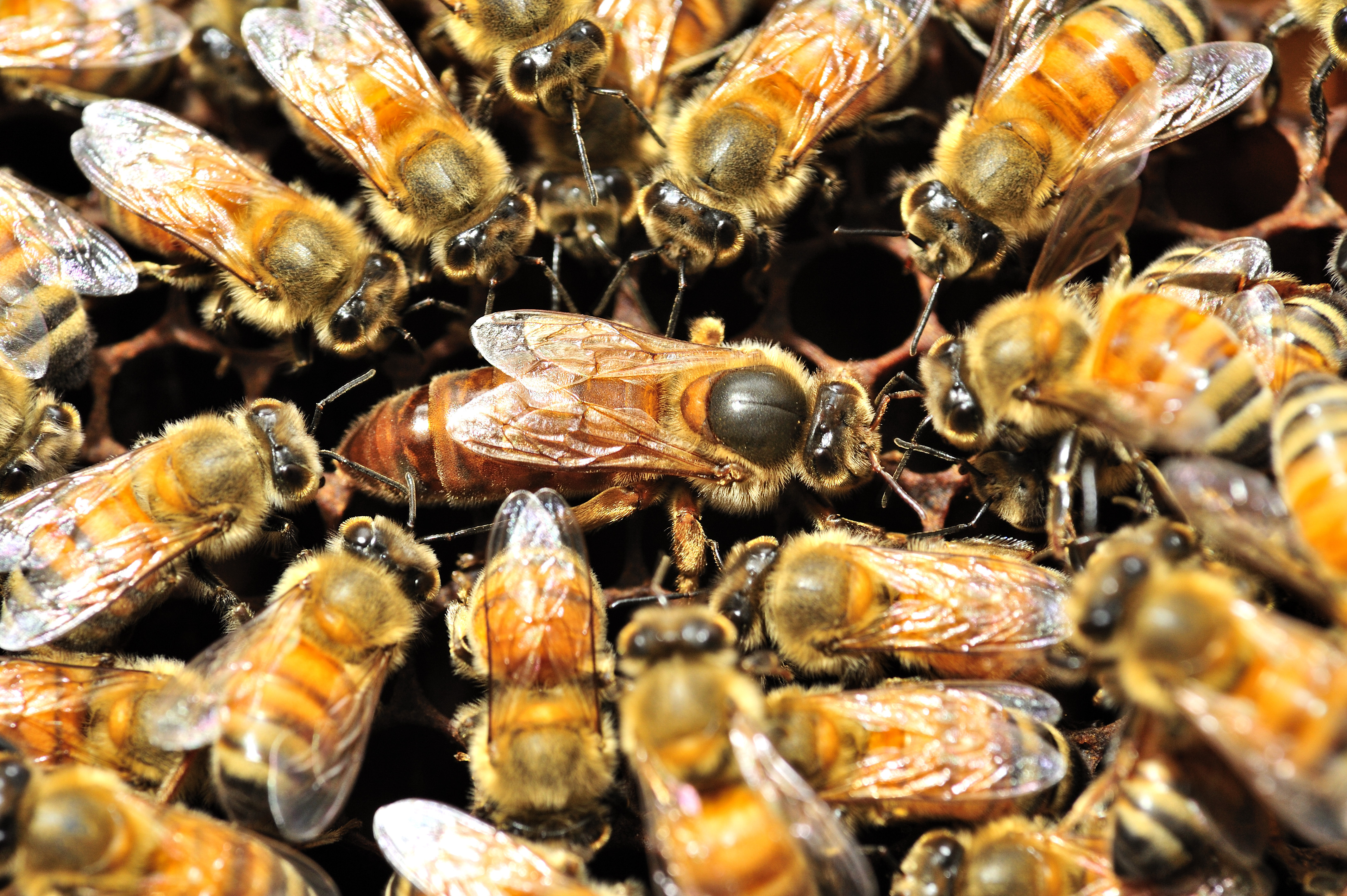 A honey bee colony is an organized community.