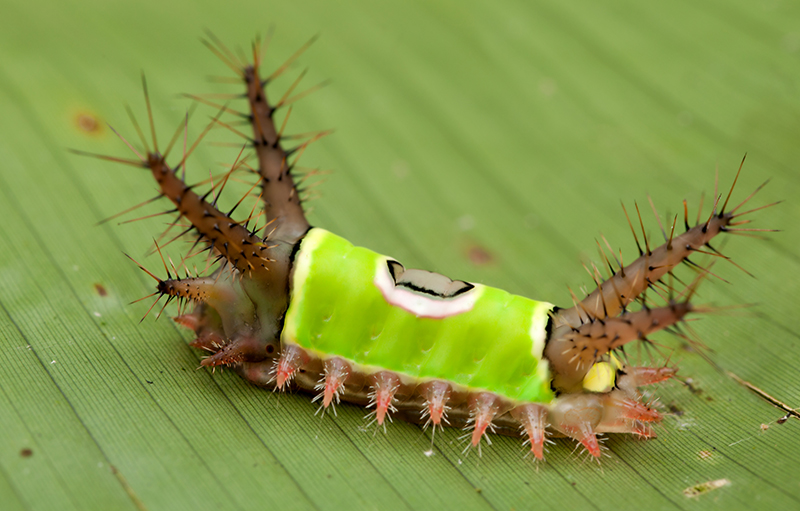 Saddleback caterpillar