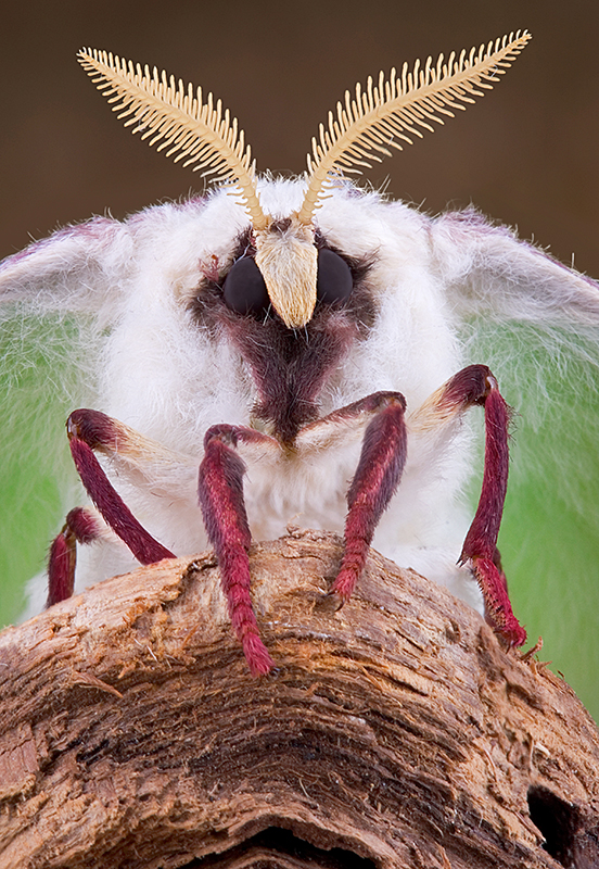 Antennae of a male luna moth