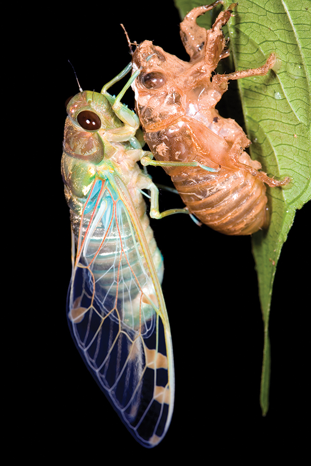 A cicada sheds its skin