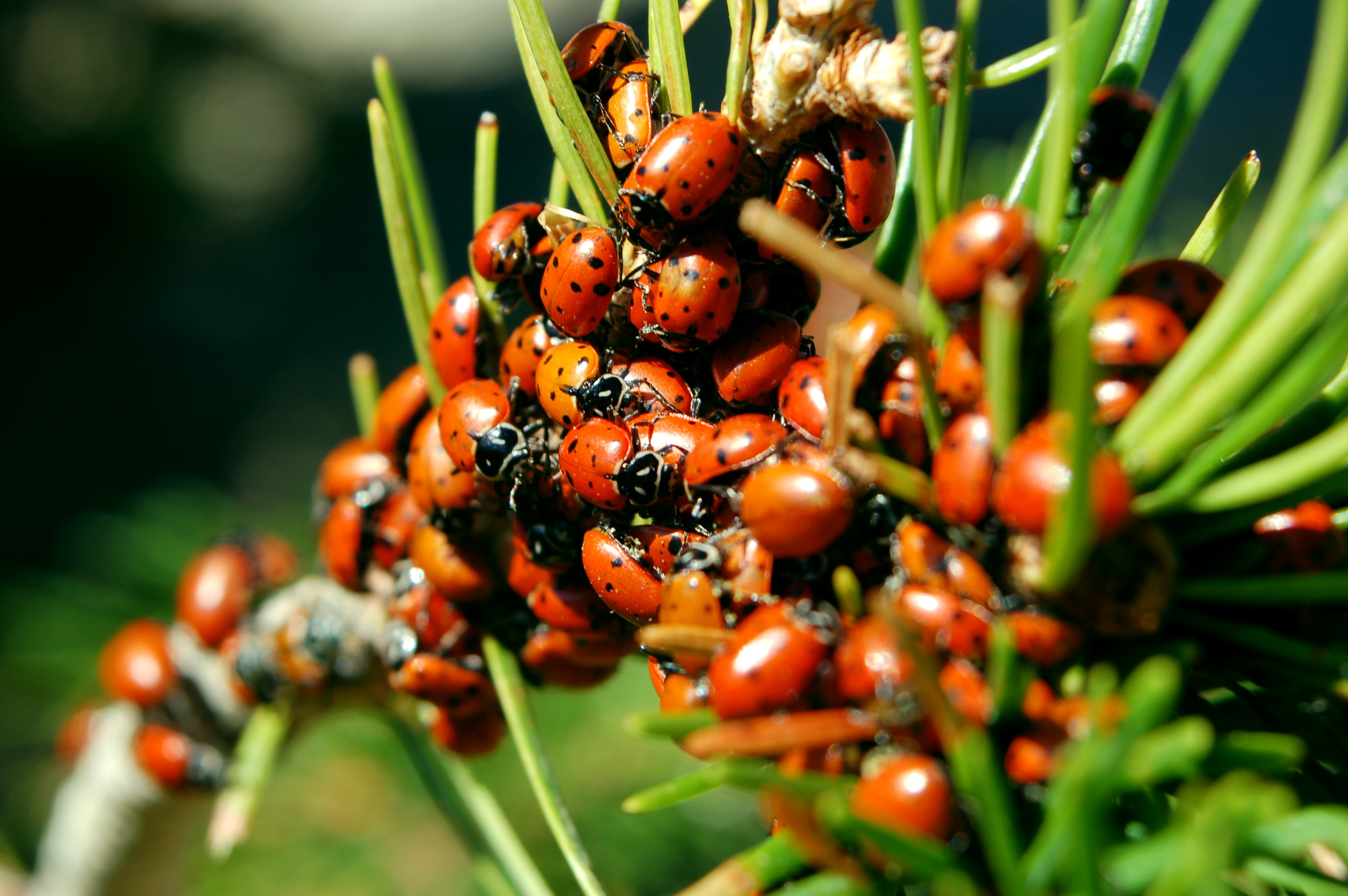 Ladybugs gather together to hibernate