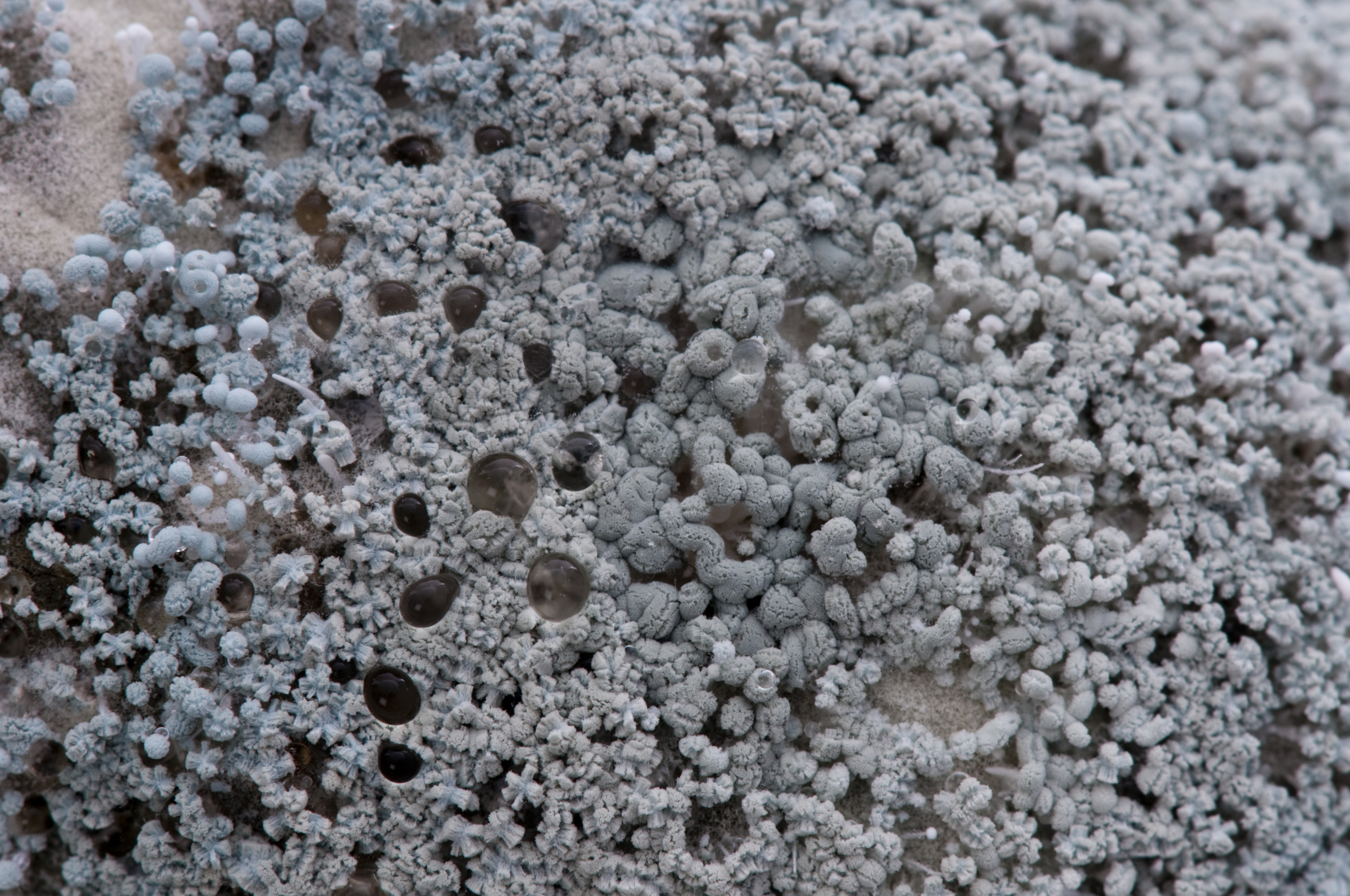 Penicillium mold