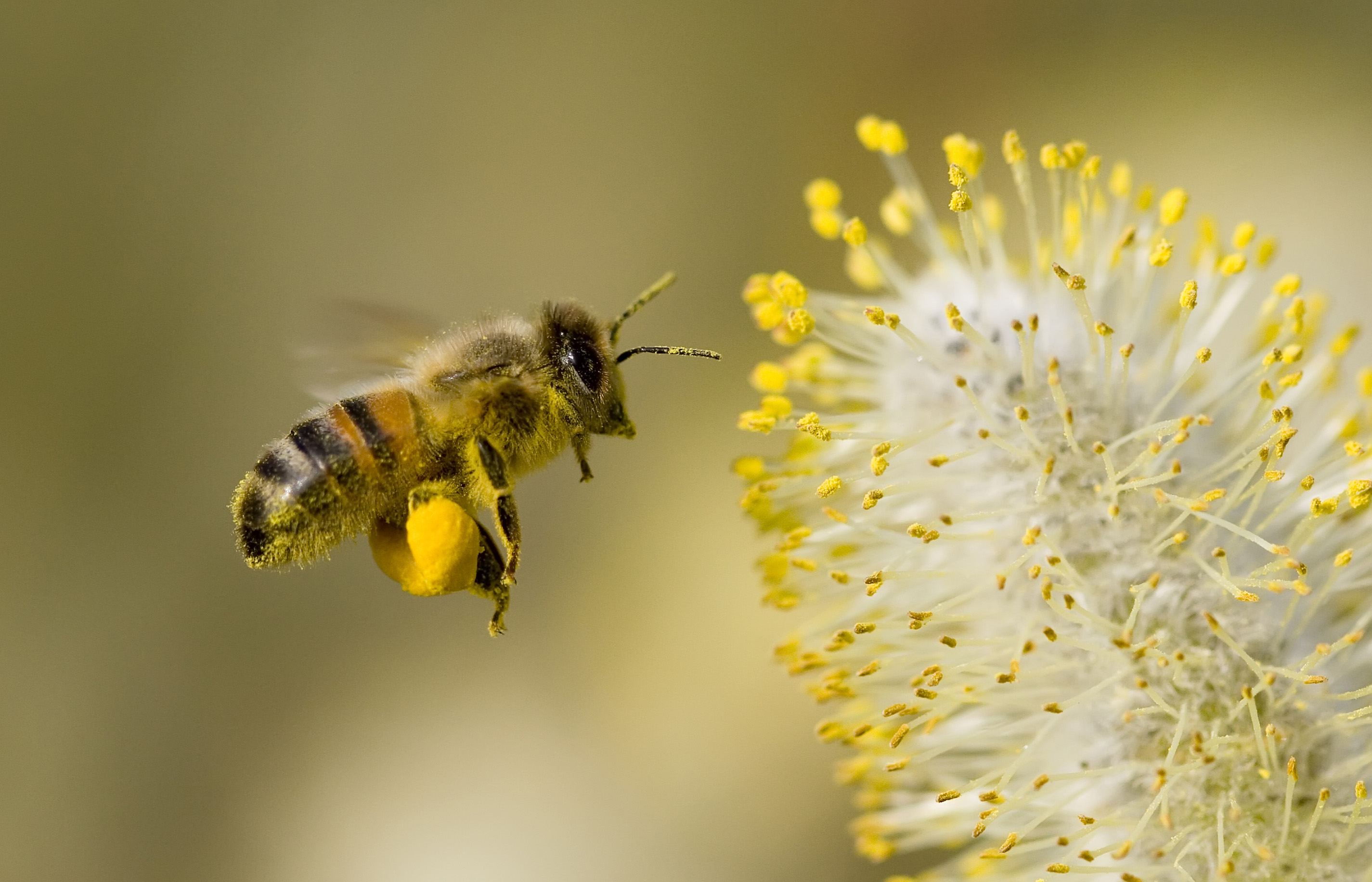 Pollination by insects