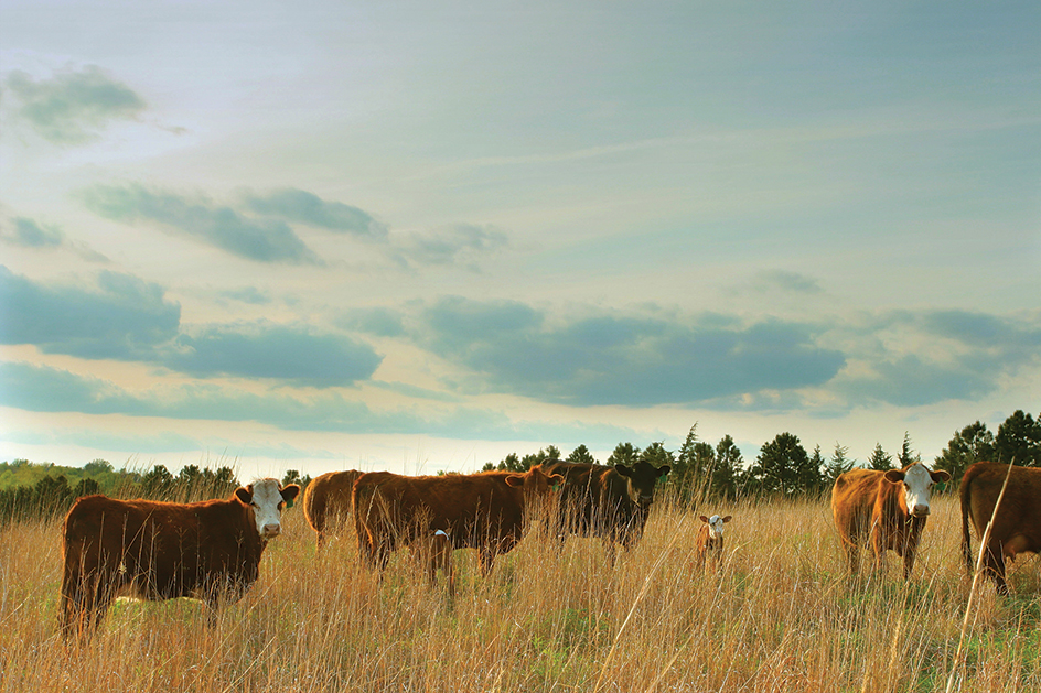 Beef cattle in Nebraska