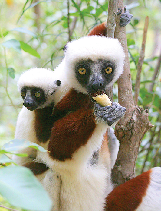 Sifakas