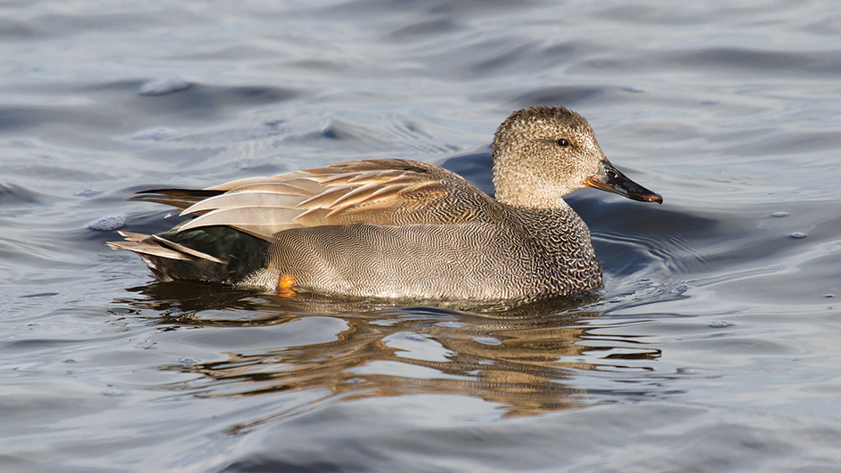 The gadwall