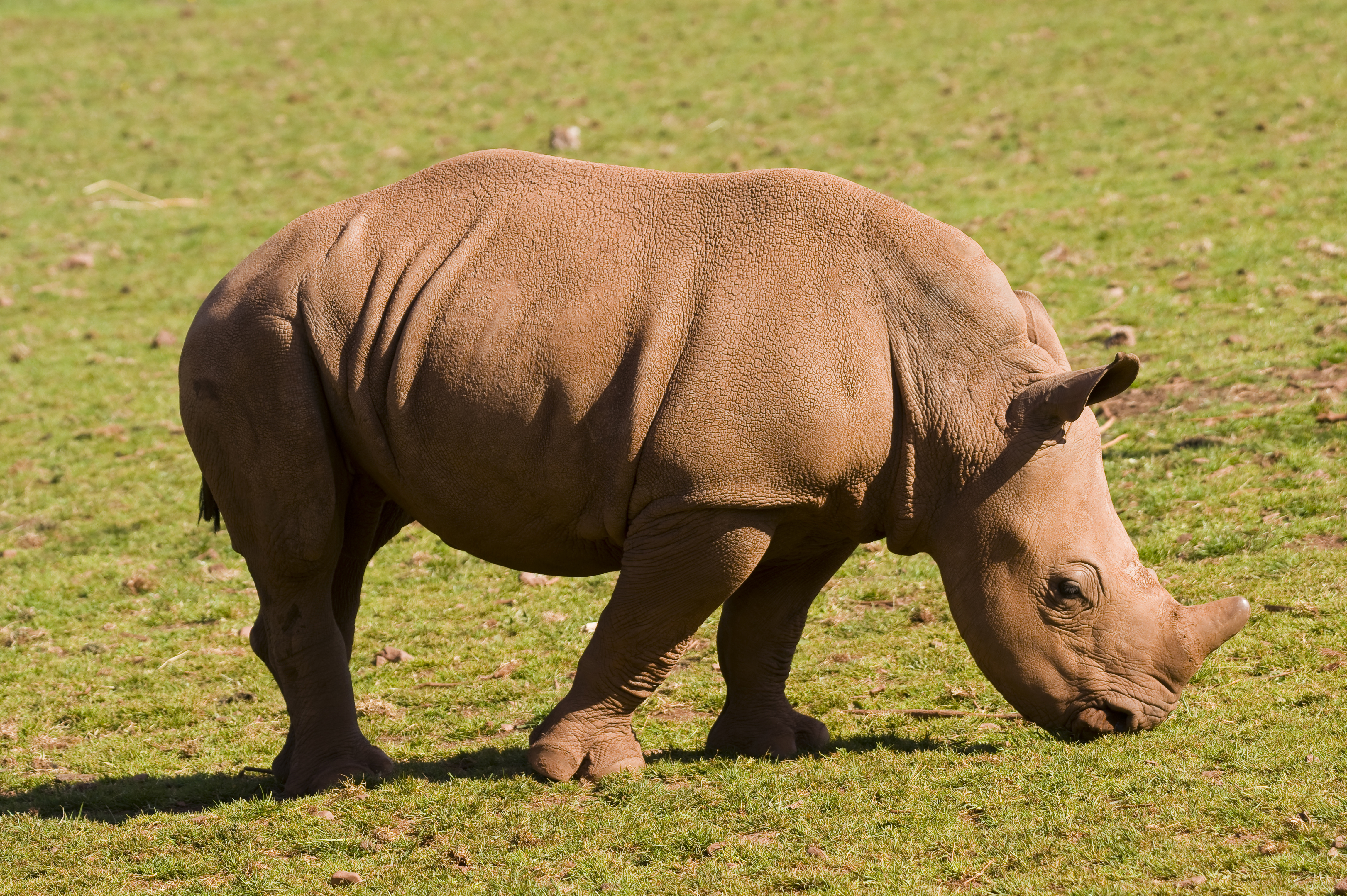 Baby white rhinoceros