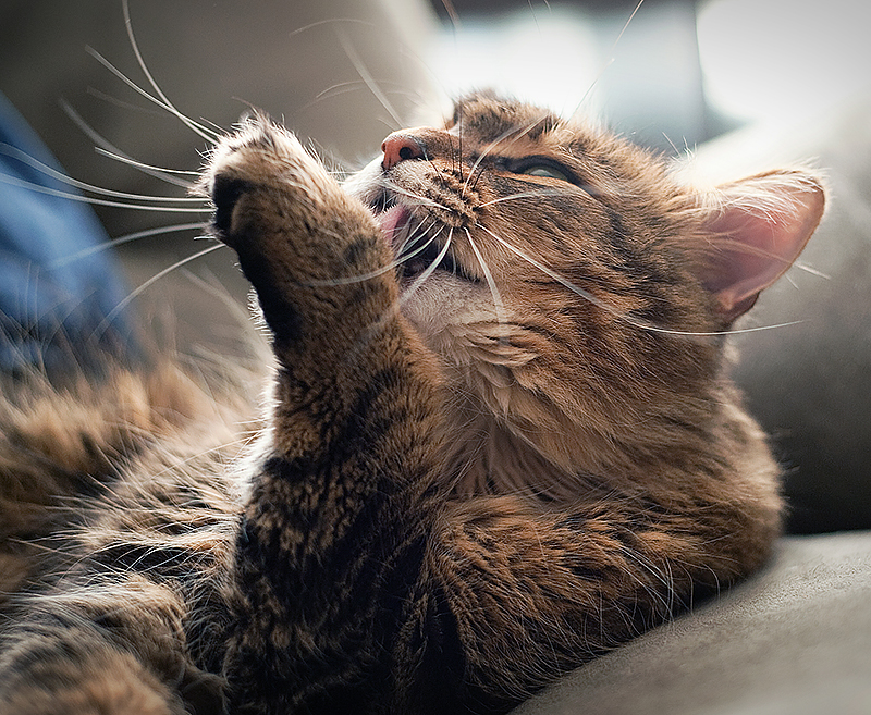 Cat cleaning itself