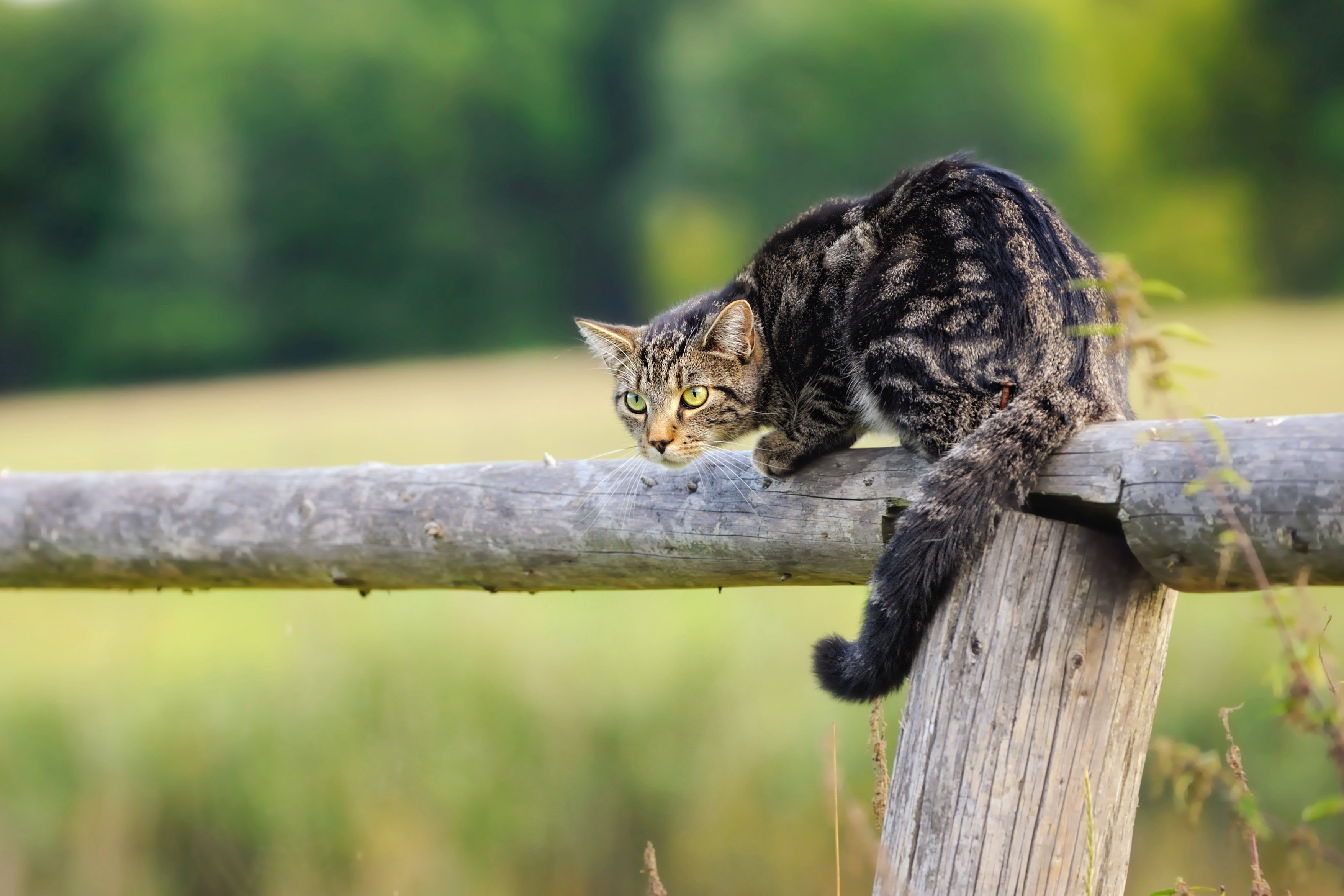 Cat perched on a fence