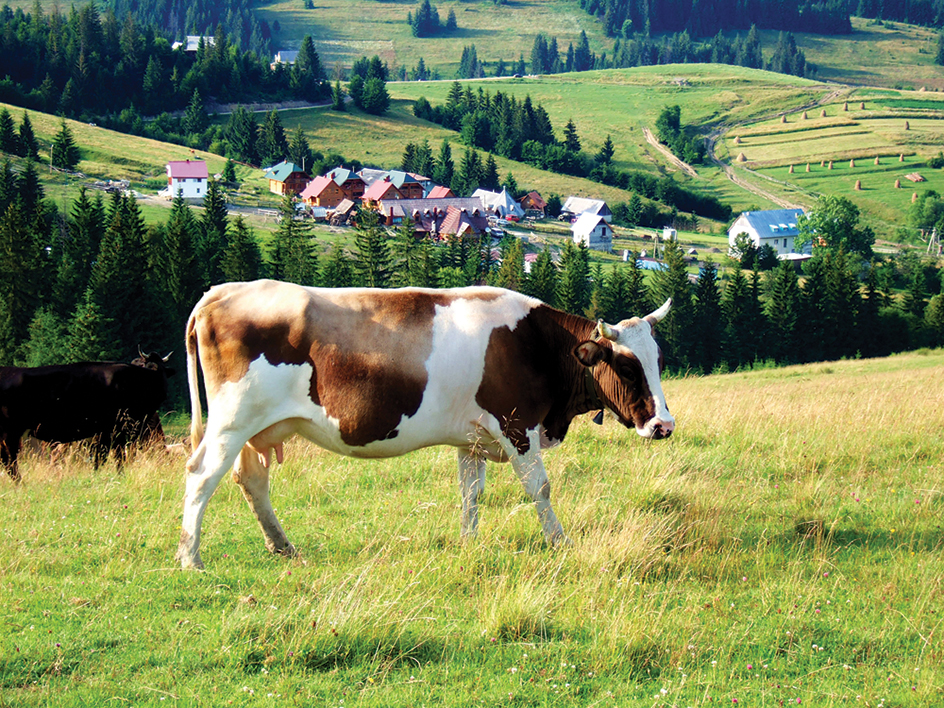 Farmland in Ukraine