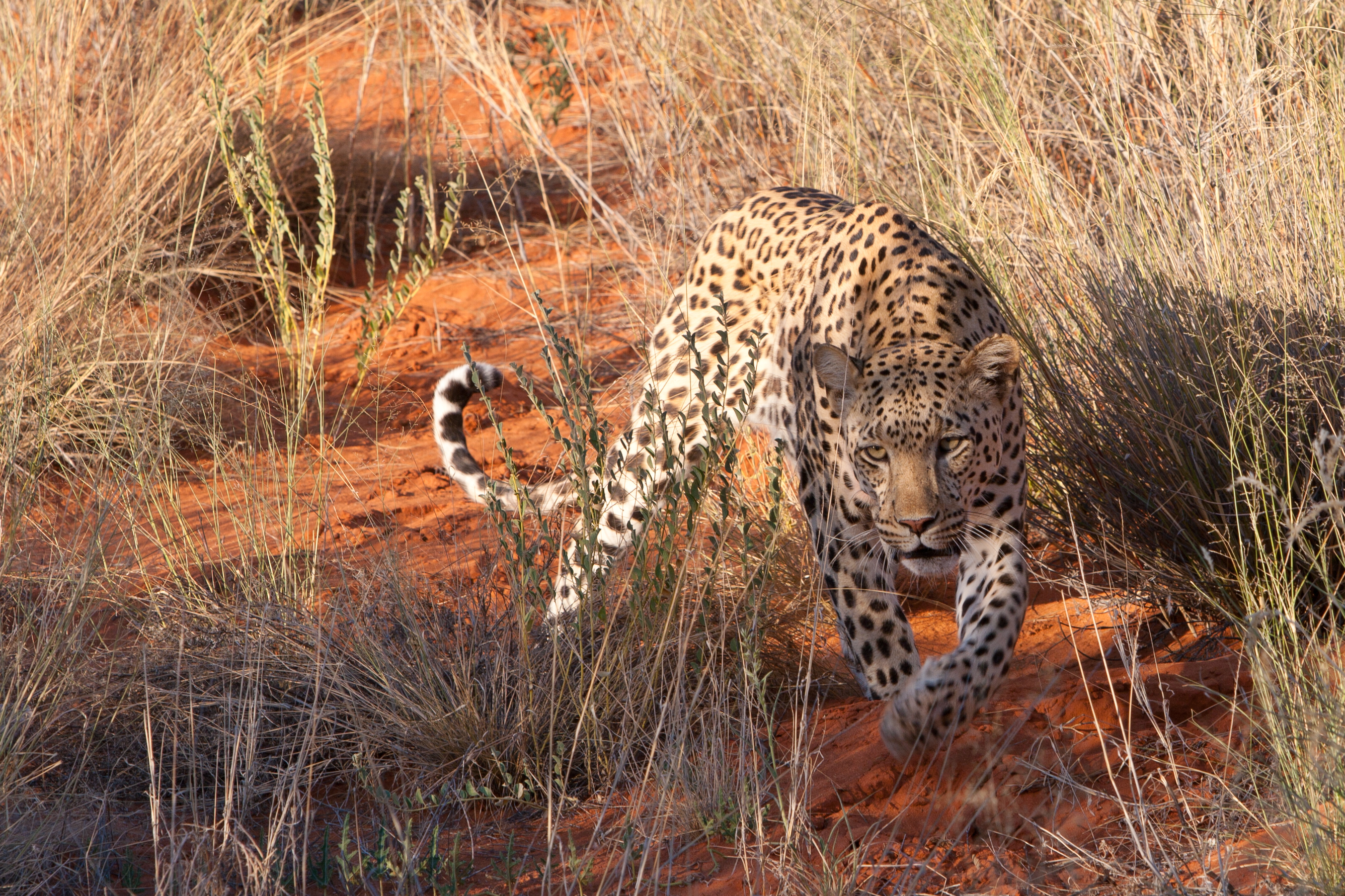 Leopard stalking its prey