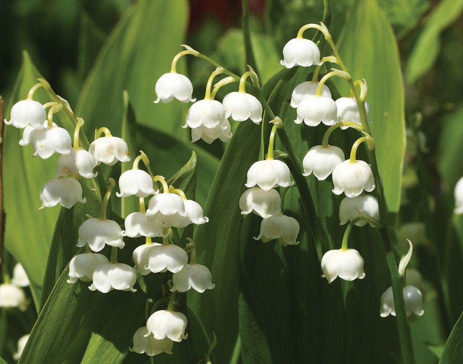 Lily of the valley