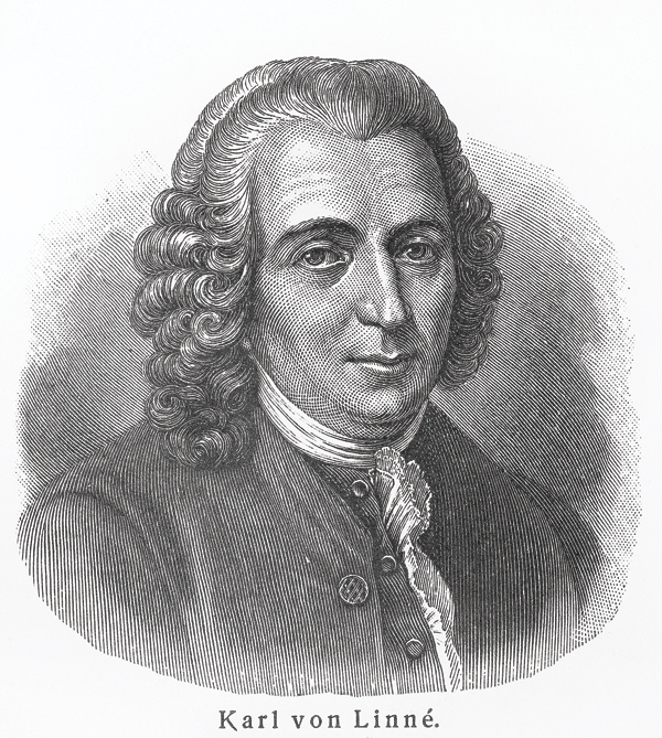 Carolus Linnaeus