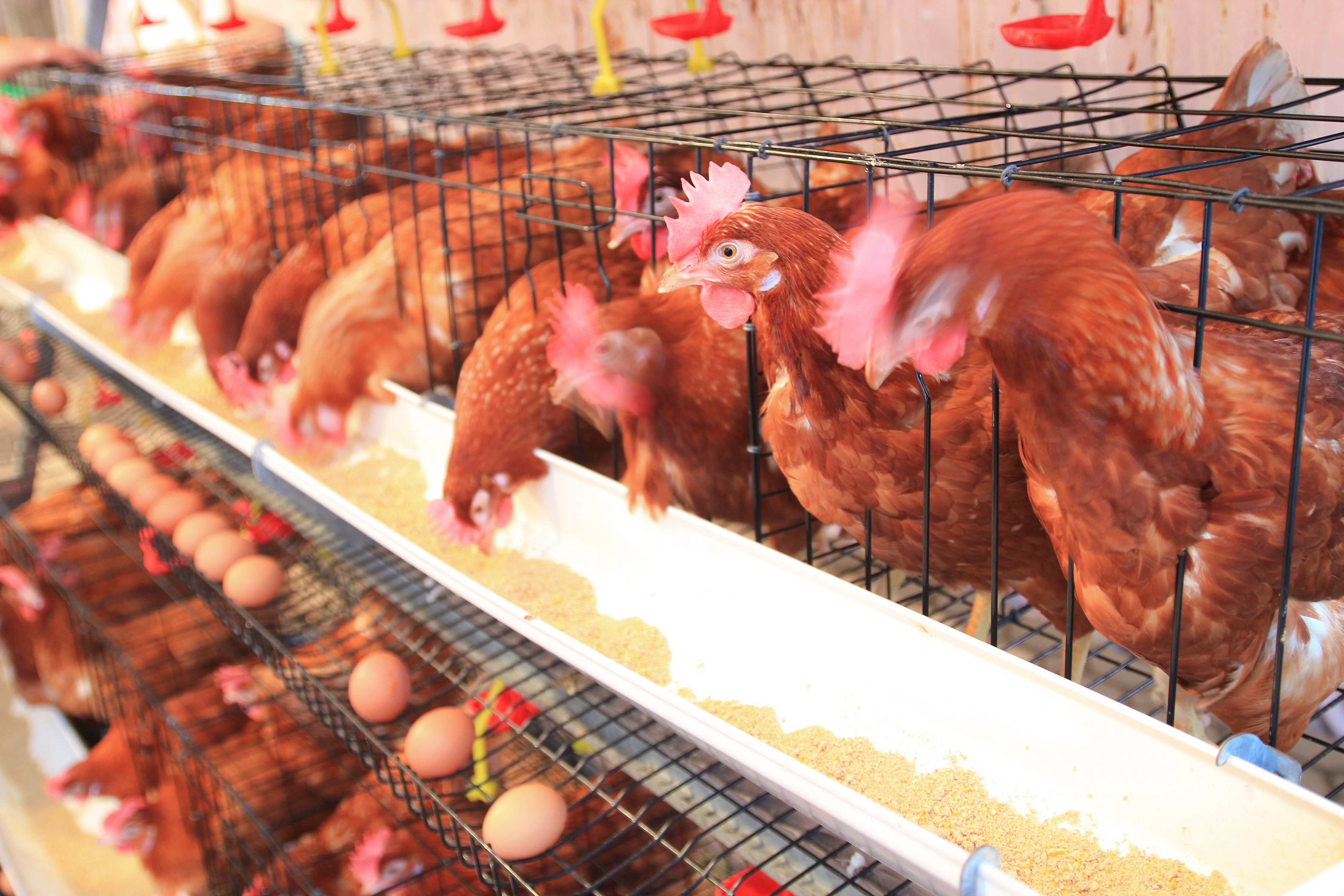 Chickens in a modern poultry house