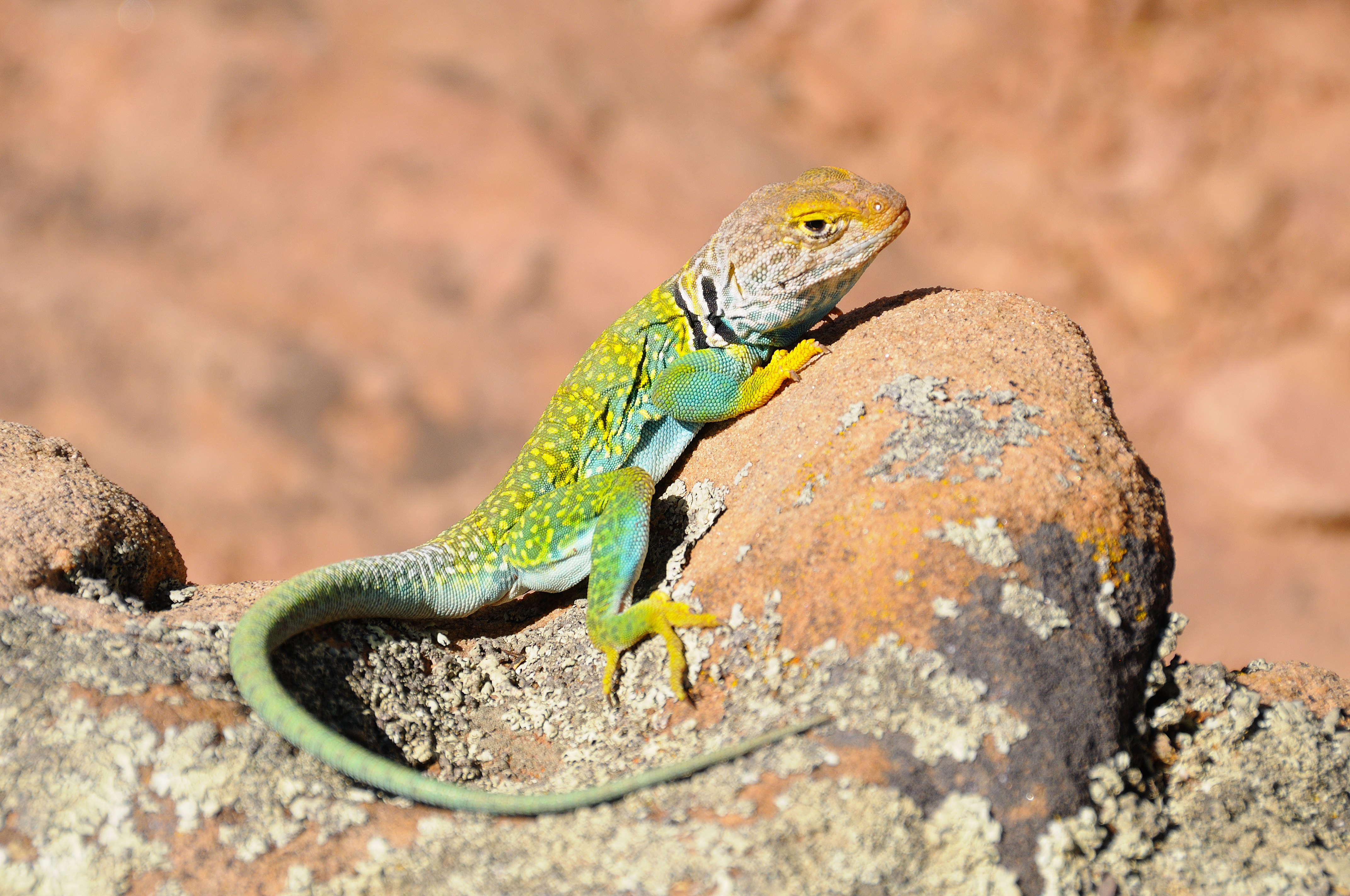 Collared lizard