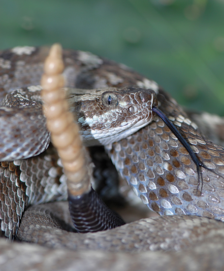 A rattlesnake's rattle