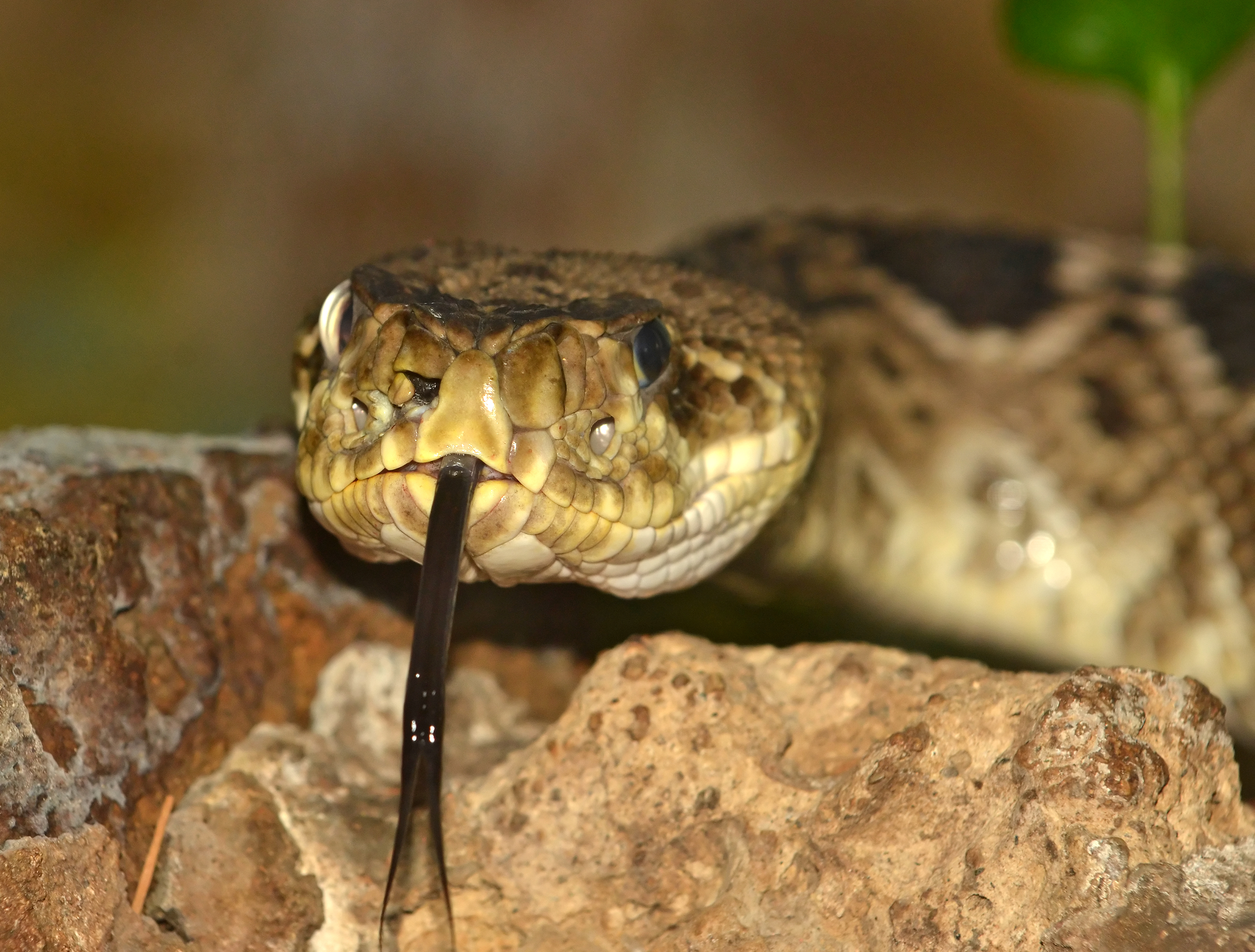 Forked tongue of a rattlesnake