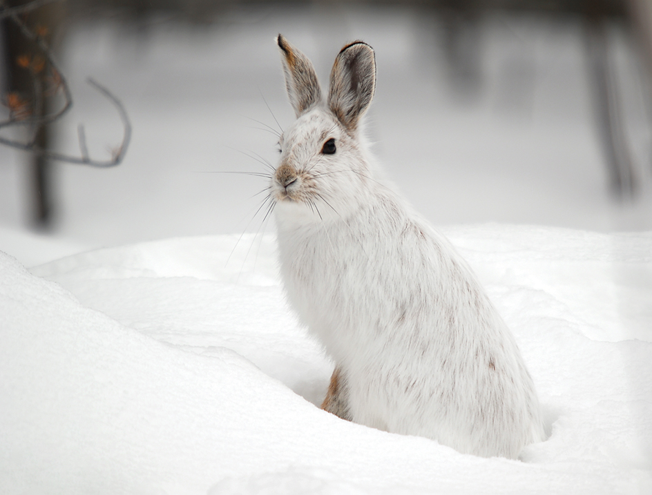 Snowshoe hare